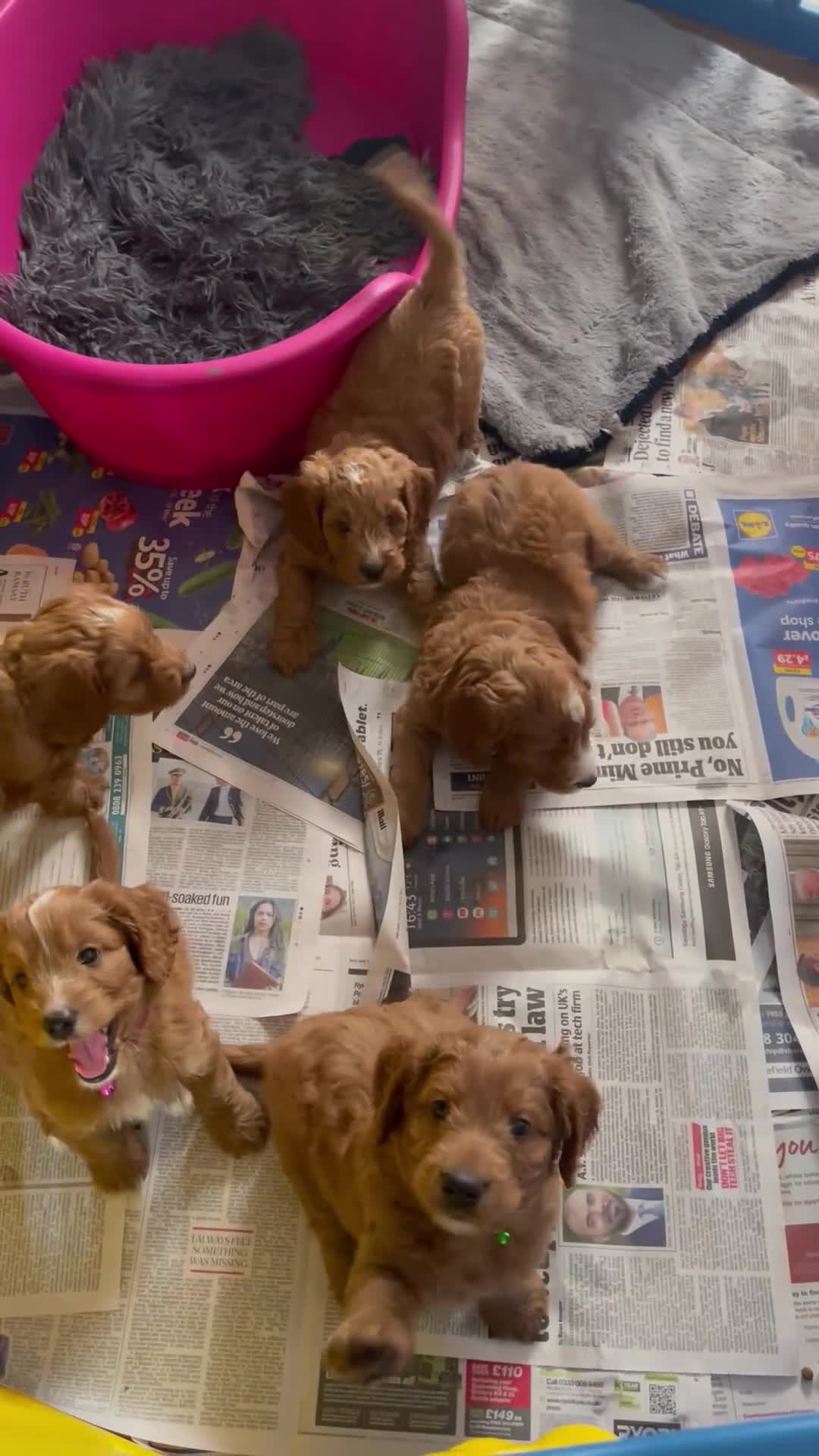 Cockapoo dogs for sale: f1 toy cockerpoo fox red dna tested  - Video 2