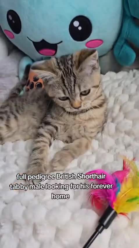 British Shorthair cats for sale: Beautiful Babies Available Ready To Leave - Video 2