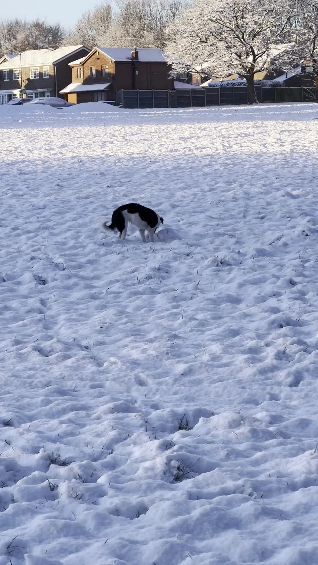 Border Collie dogs for sale: Female Border Collie 10 months old - Video 1