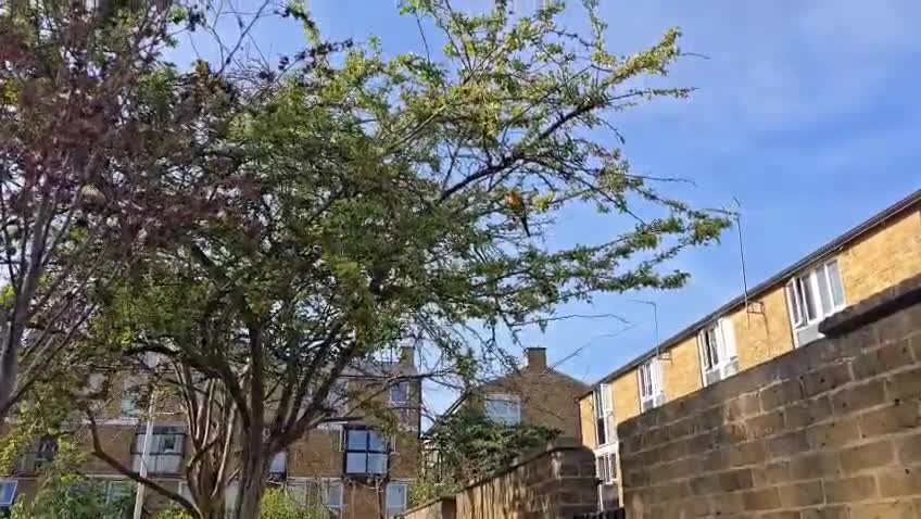 Conures birds for sale: Free flying  baby Sun Conure  - Video 3