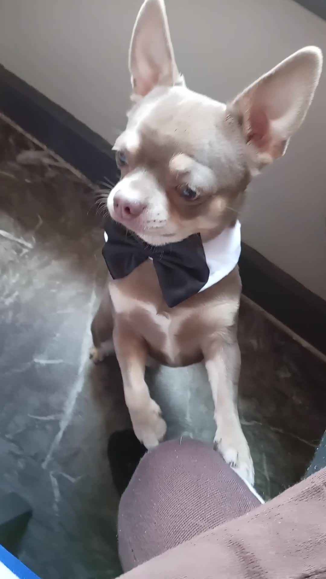 Chihuahua dogs for stud: Stunning KC lilac Chihuahua "proven" for stud. - Video 1
