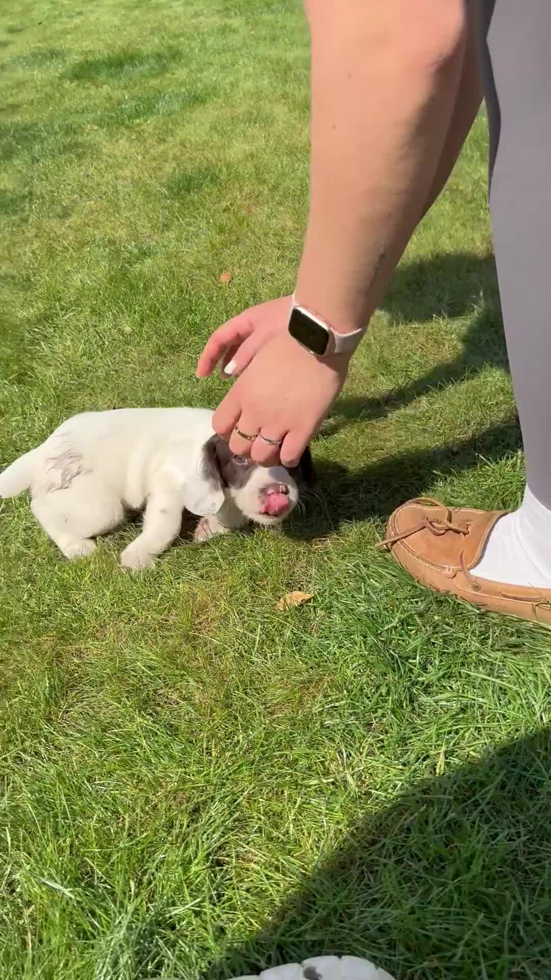 English Springer Spaniel dogs for sale: Springer spaniel puppies for sale  - Video 1