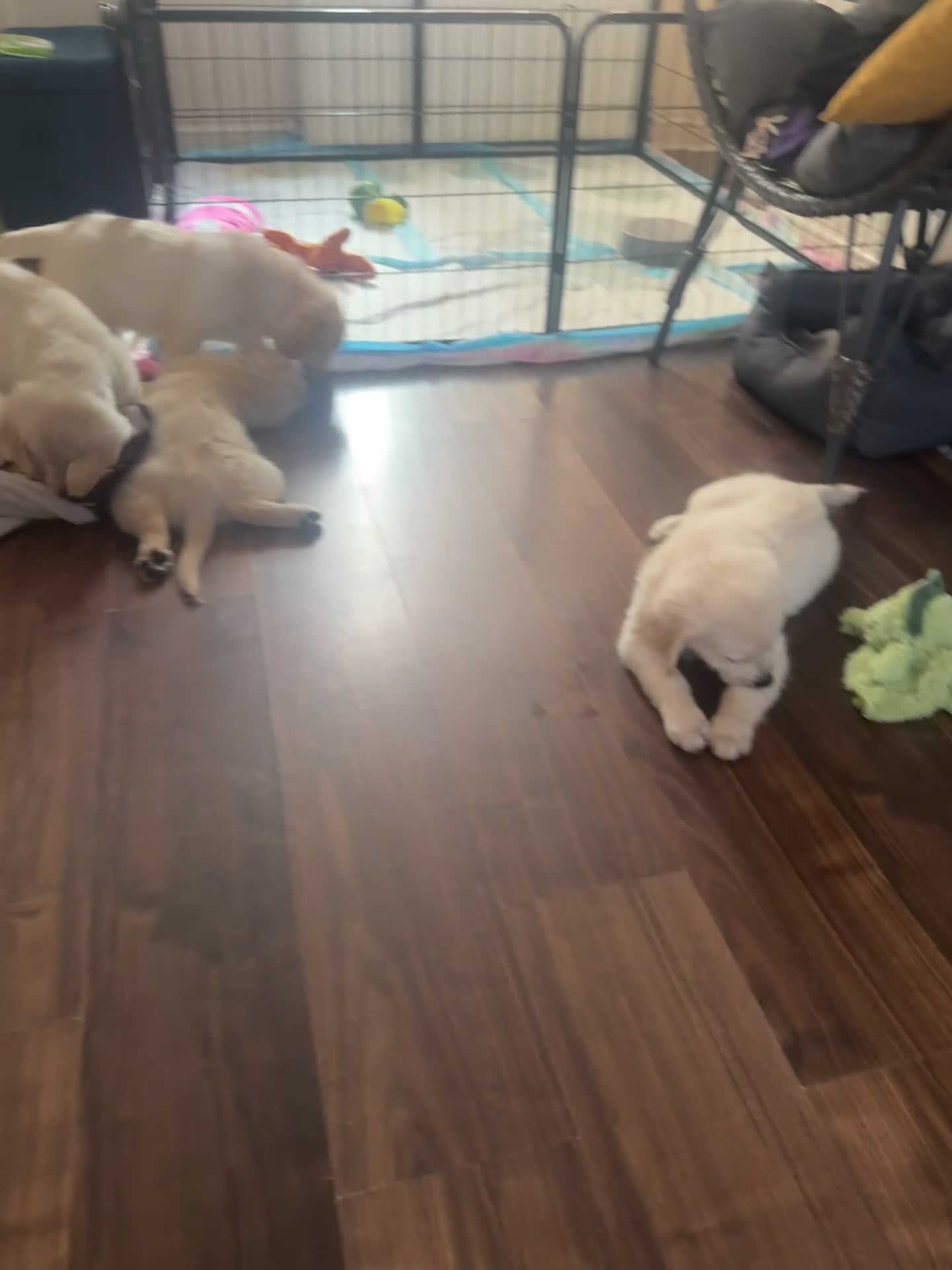 Golden Retriever dogs for sale: Beautiful Golden Retriever puppies - Video 2