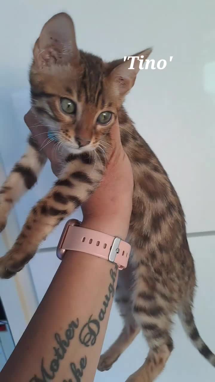 Bengal cats for sale: Last bengal boy ready now  - Video 1