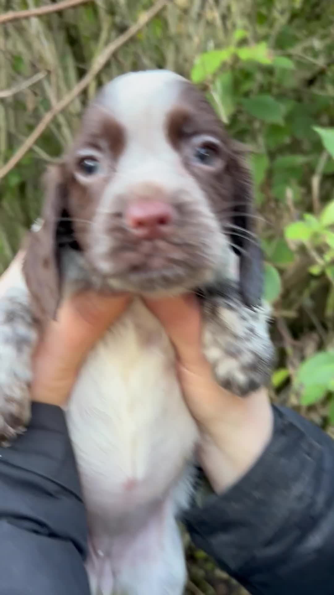 Cocker Spaniel dogs for sale: Sprocker Spaniel puppies  - Video 1