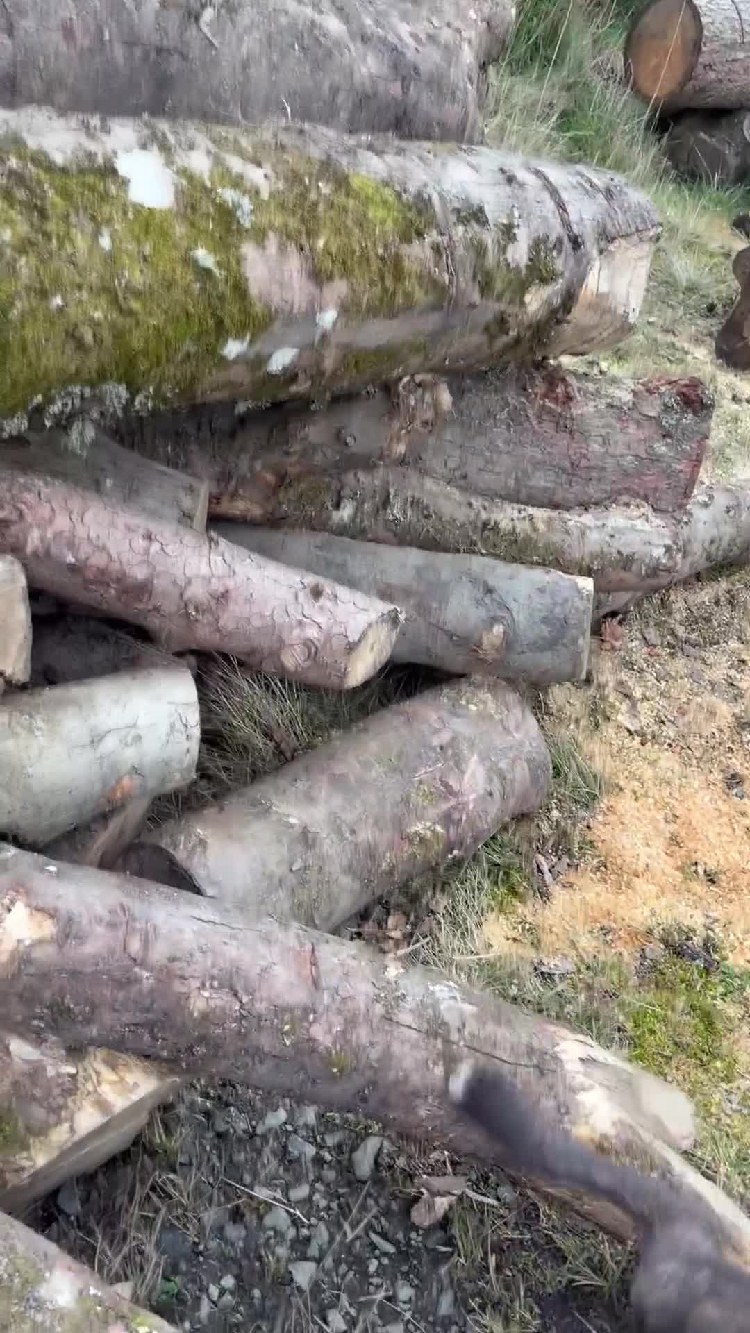 Mixed Breed dogs for sale: 5 months old wheaten terrier x female - Video 3