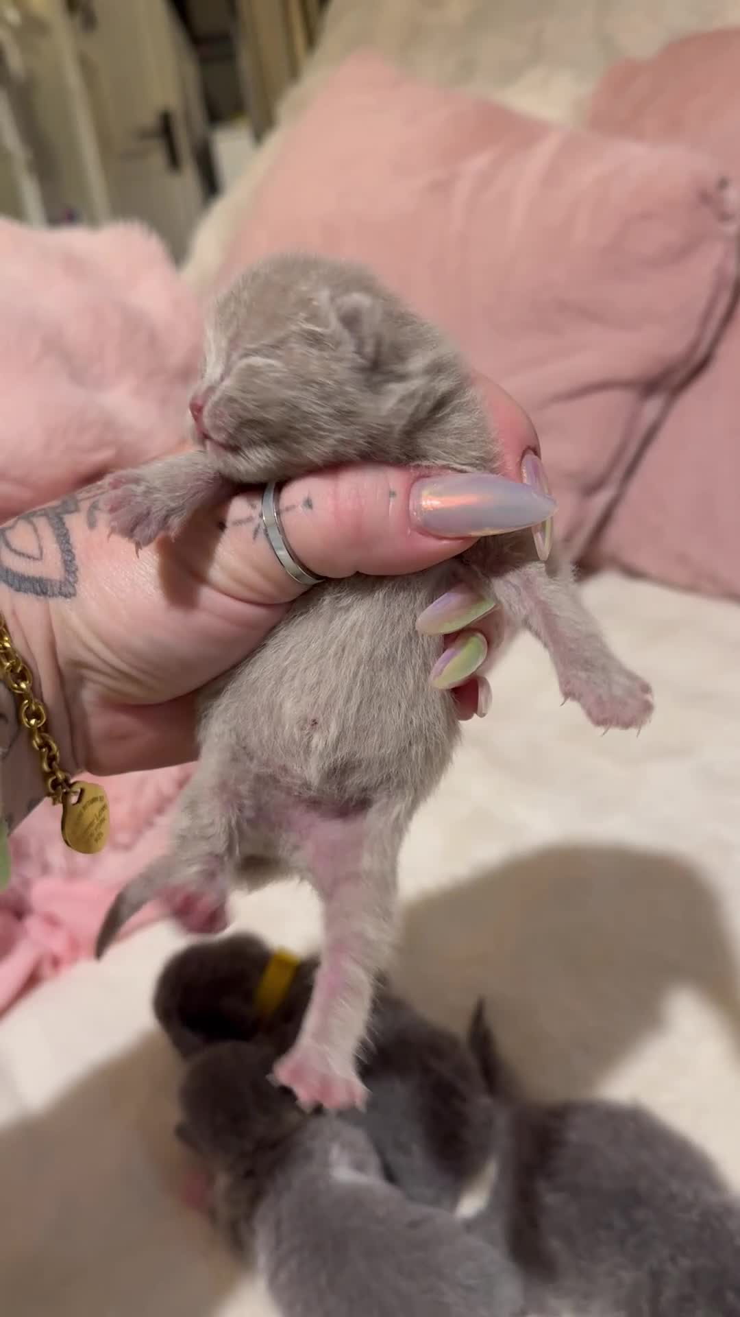 British Shorthair cats for sale: British Shorthair Kittens Champion Line 😻🥇🏆 - Video 4