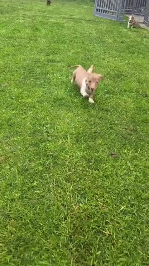Miniature Dachshund dogs for sale: K.C Miniature Dachshunds Isabella Dapple PRA clear - Video 1