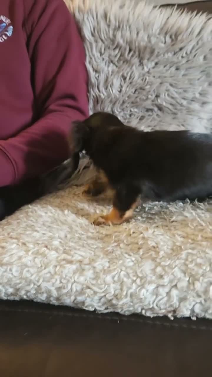 Miniature Dachshund dogs for sale: True longhaired minature dachshunds  - Video 1
