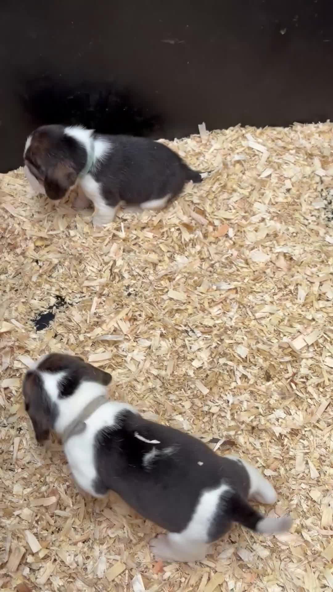 Beagle dogs for sale: ONLY 1 MALE LEFT - Gorgeous tricolour beagle pups - Video 1