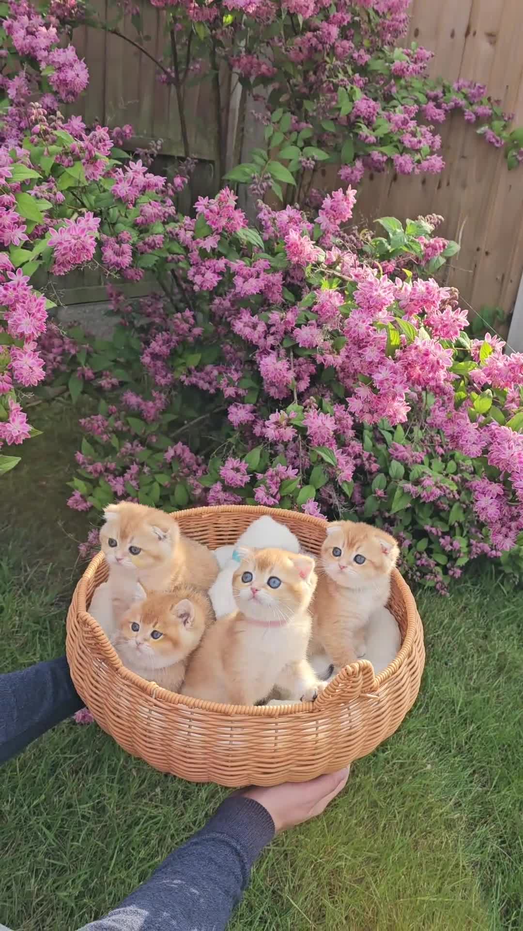 Scottish Fold cats for sale: READY NOW - TICA - SCOTTISH STRAIGHT BOY, NY12. - Video 2