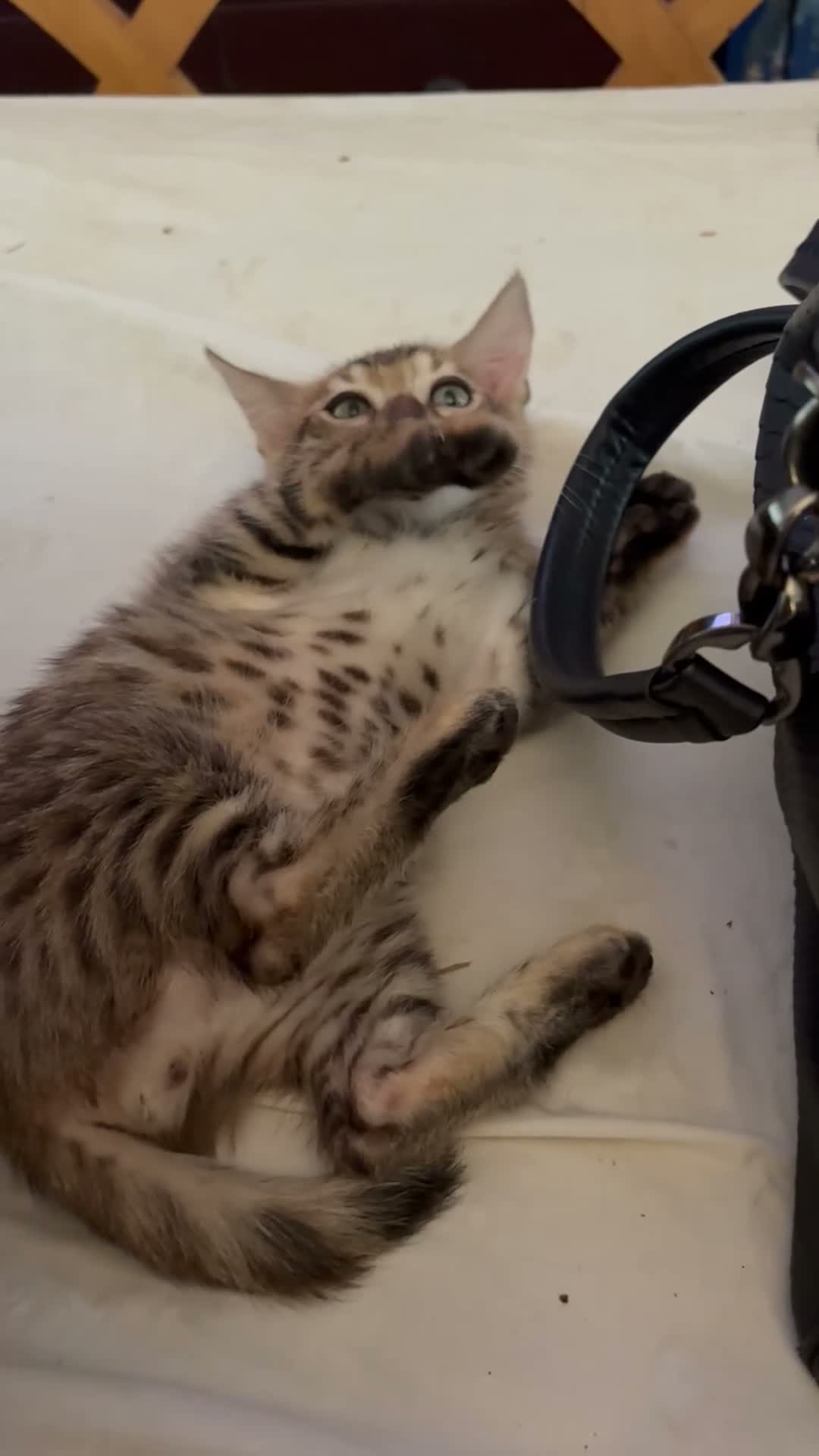 Bengal cats for sale: Bengal kittens pedigreed and registered - Video 1