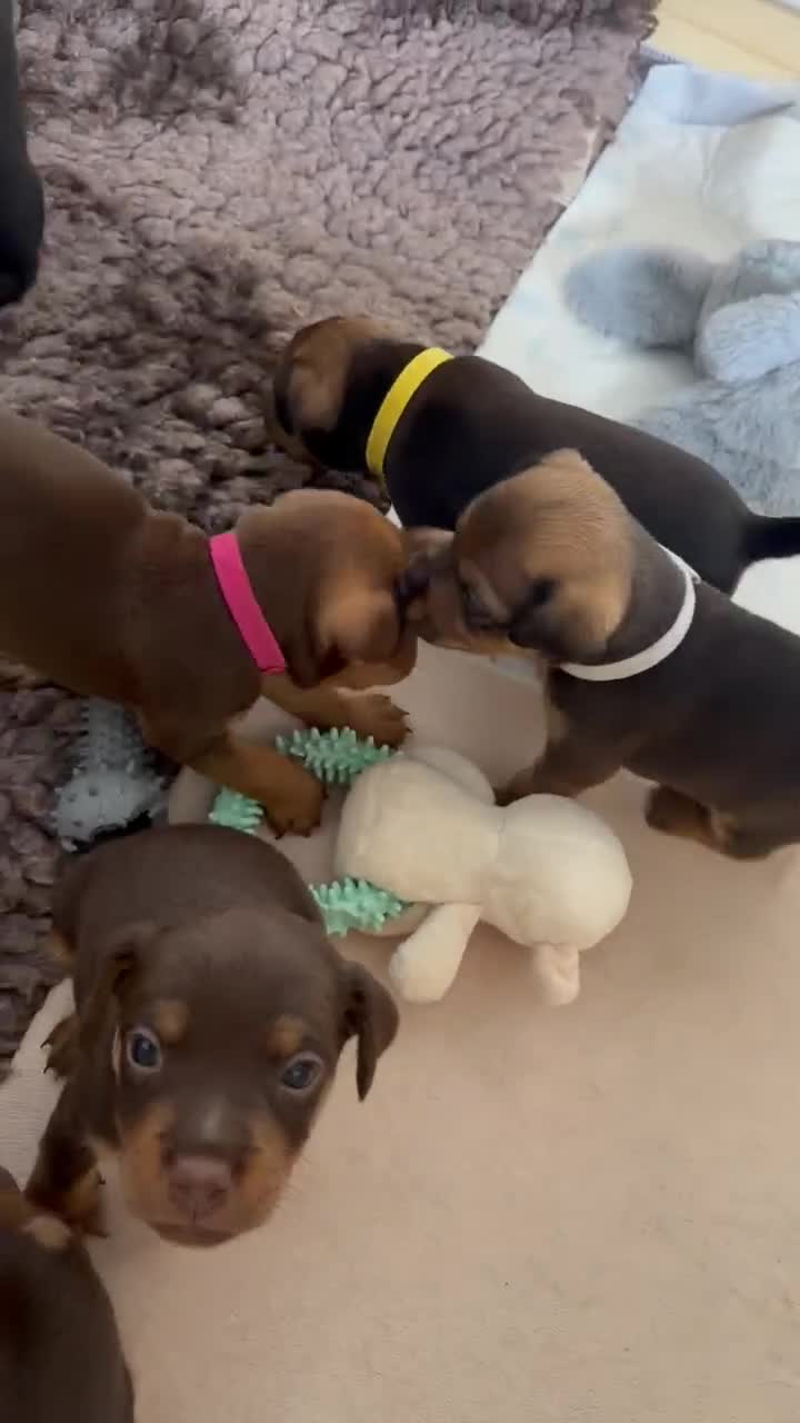Mixed Breed dogs for sale: Patterdale X Jagdterrier  in Bonnyrigg - Video 1