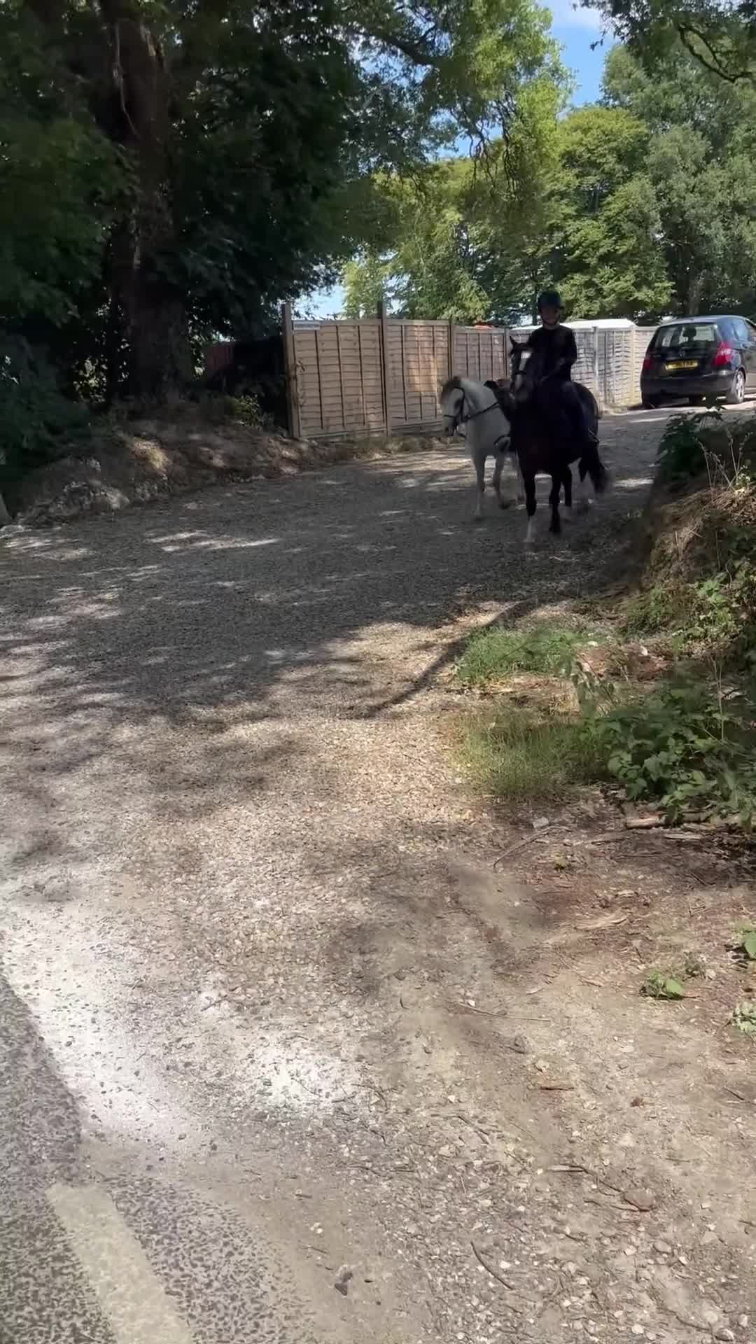 Welsh Section A horses for sale: Beautiful mare for sale  - Video 2