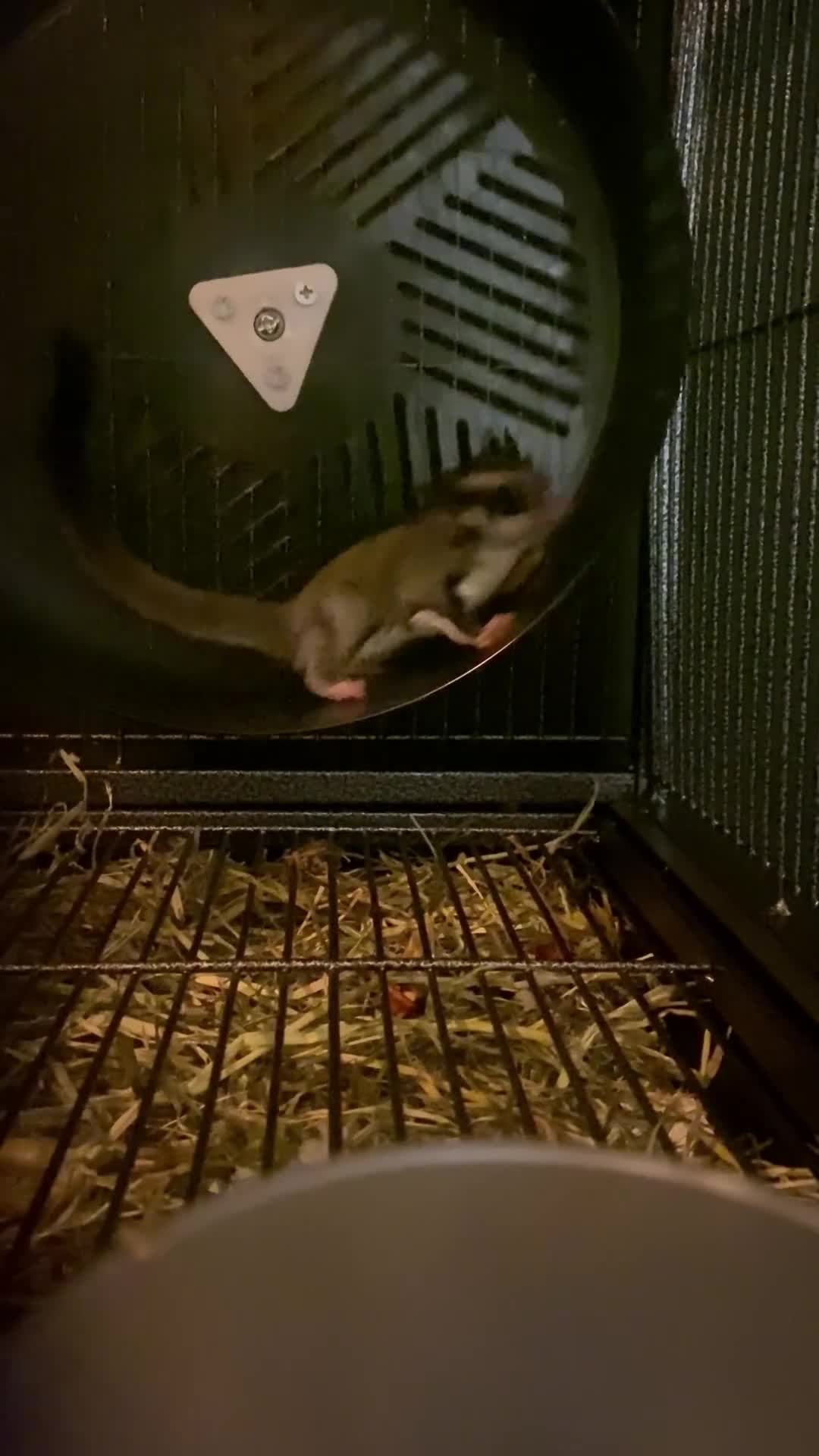 Sugar Glider rodents for sale: 2 male sugar gliders  - Video 4