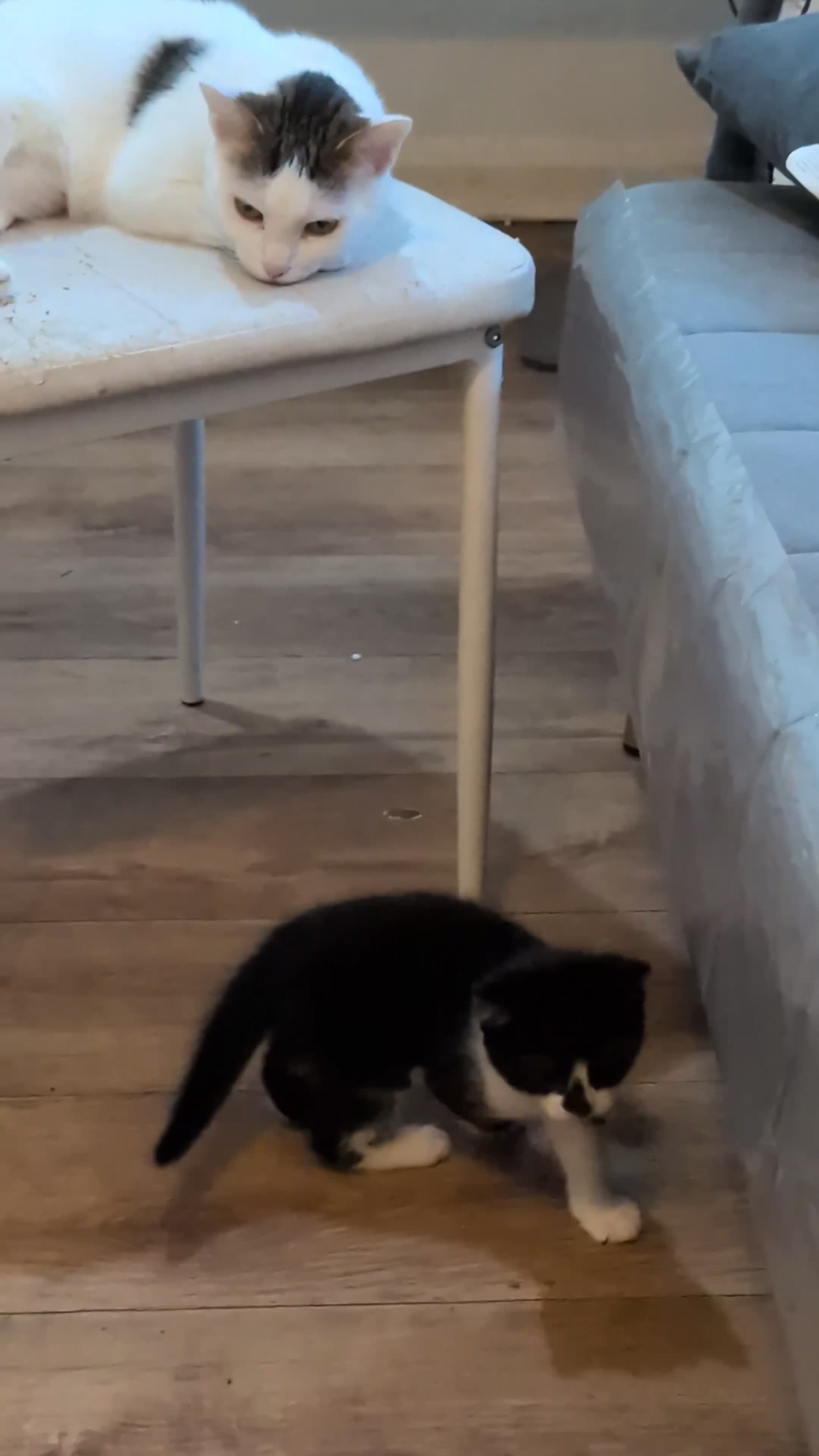 British Shorthair cats for sale: Two Tiny Best Friends Seeking a Forever Home! - Video 2