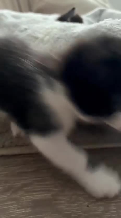 Mixed Breed cats for sale: 1 little boy left (READY TO LEAVE) - Video 1