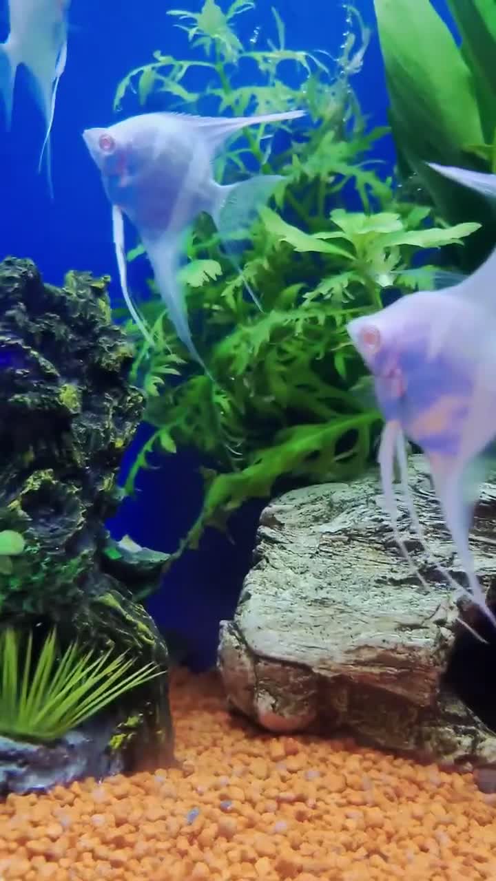 Other/Mixed Breed fish for sale: Full Aquatic Stocklist Manchester Pet's & Aquatics - Video 1