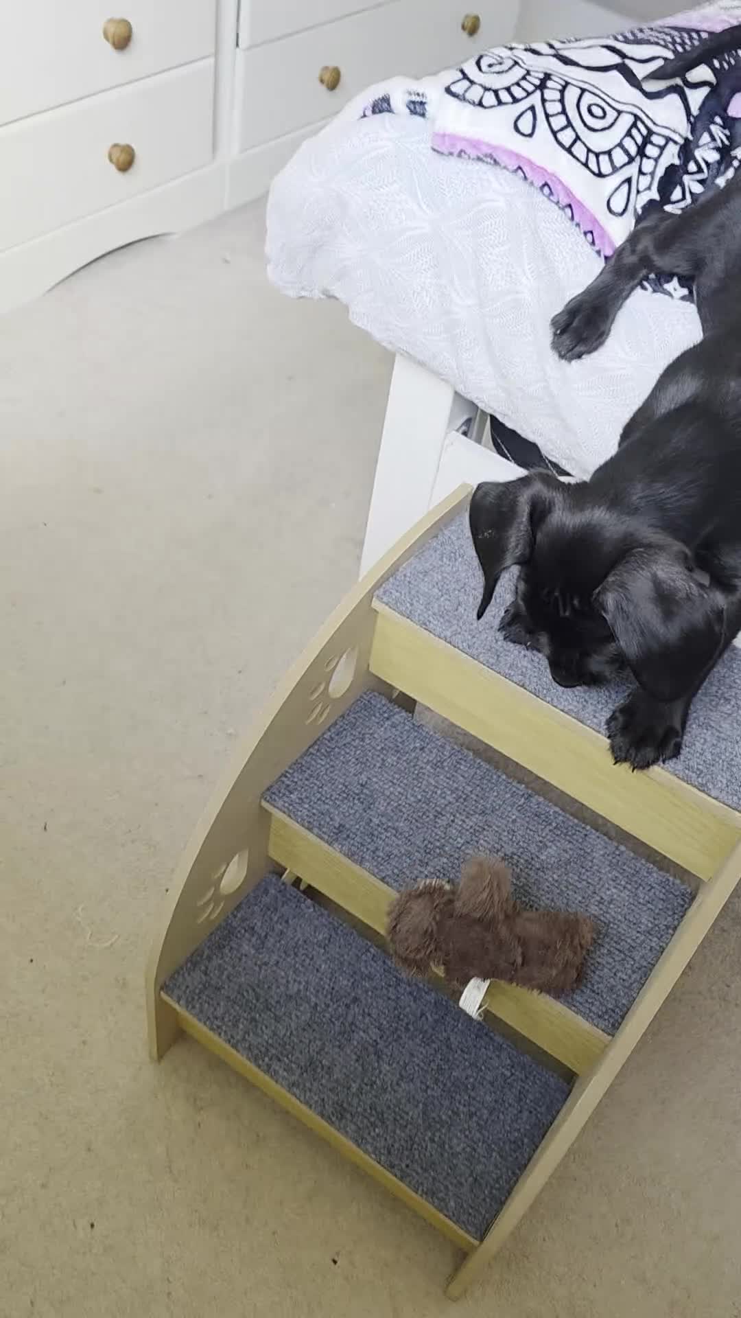 Mixed Breed dogs for sale: For sale in Burnley - Video 1