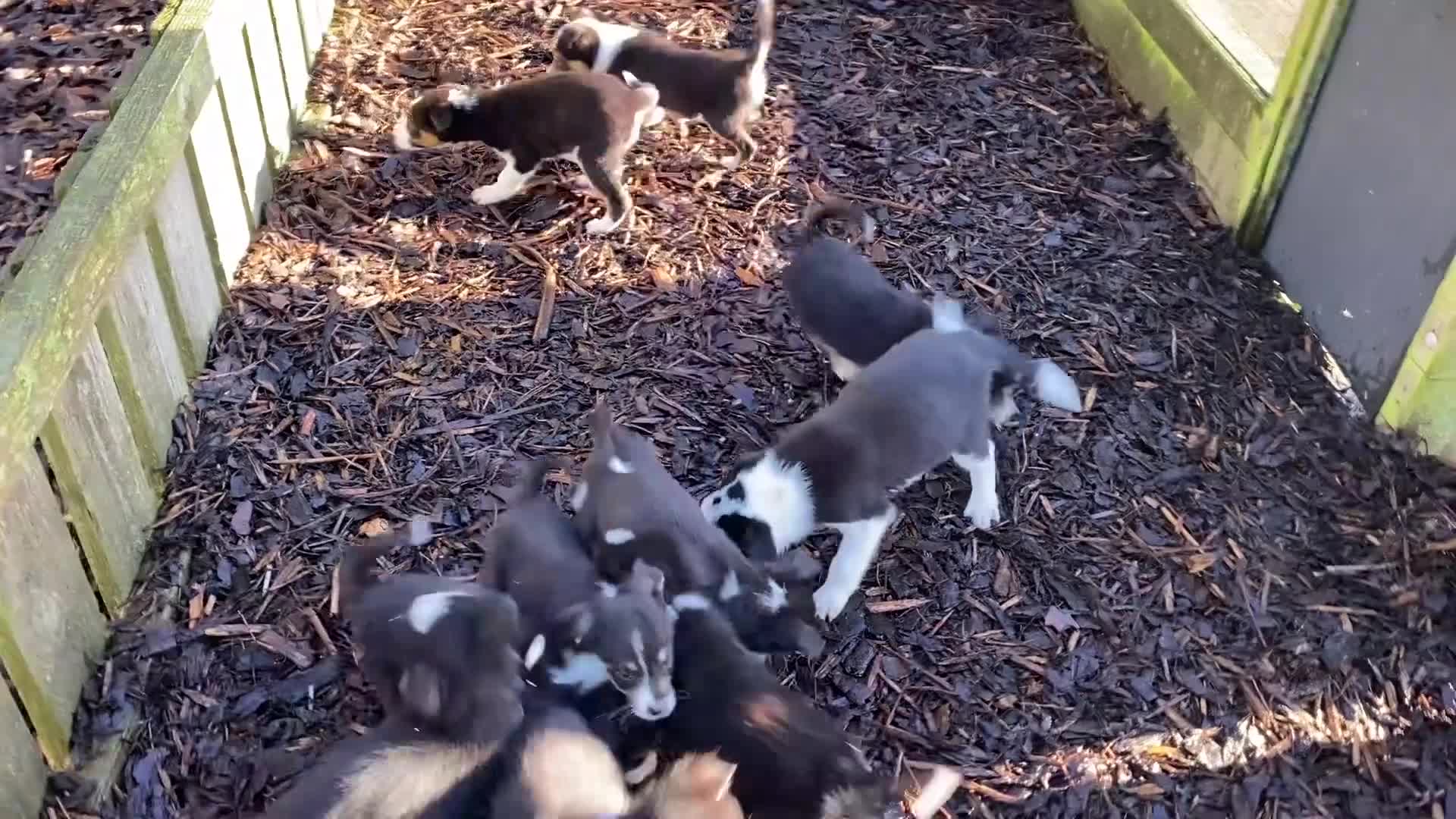 Border Collie dogs for sale: Border Collie Puppies For Sale - Video 1