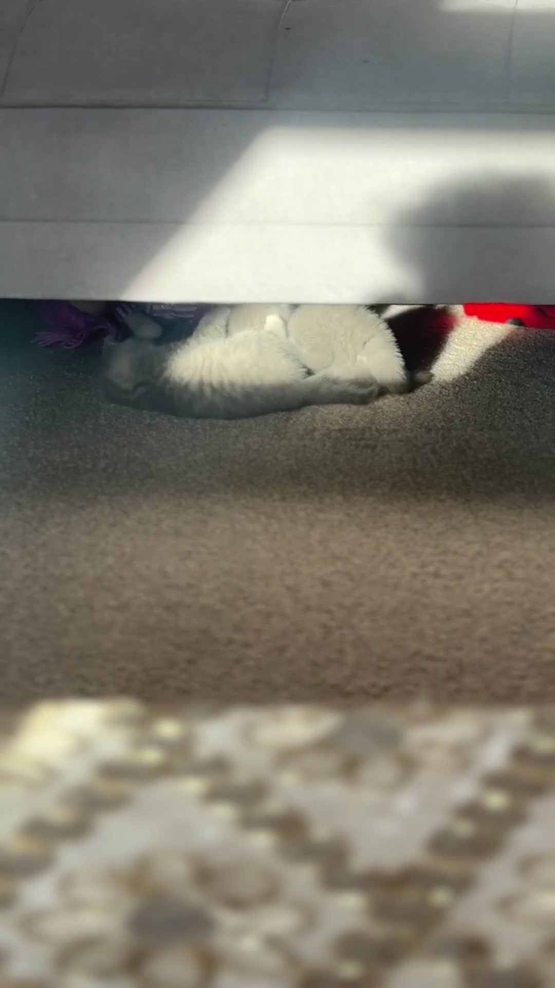 British Shorthair cats for sale: 5 British shorthair kittens  - Video 4