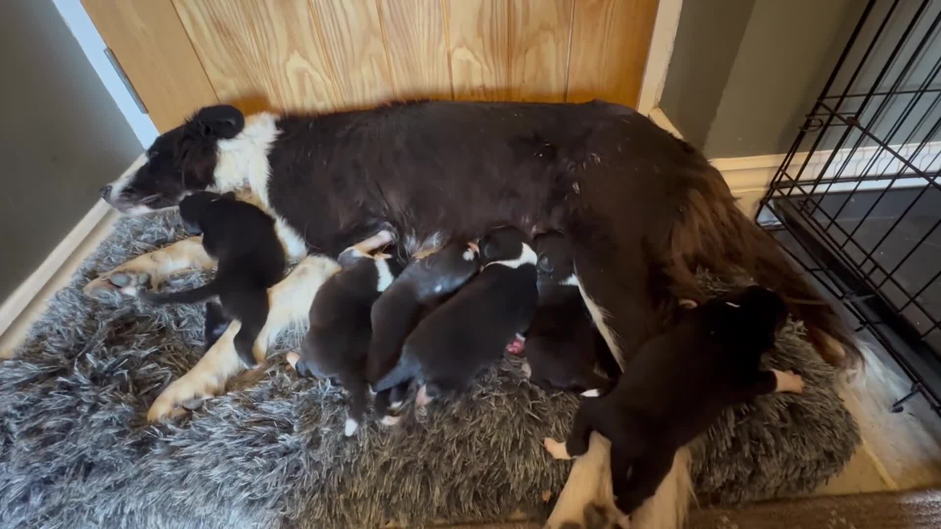 Border Collie dogs for sale: 6 gorgeous puppies 2 boys 4 girls  - Video 1