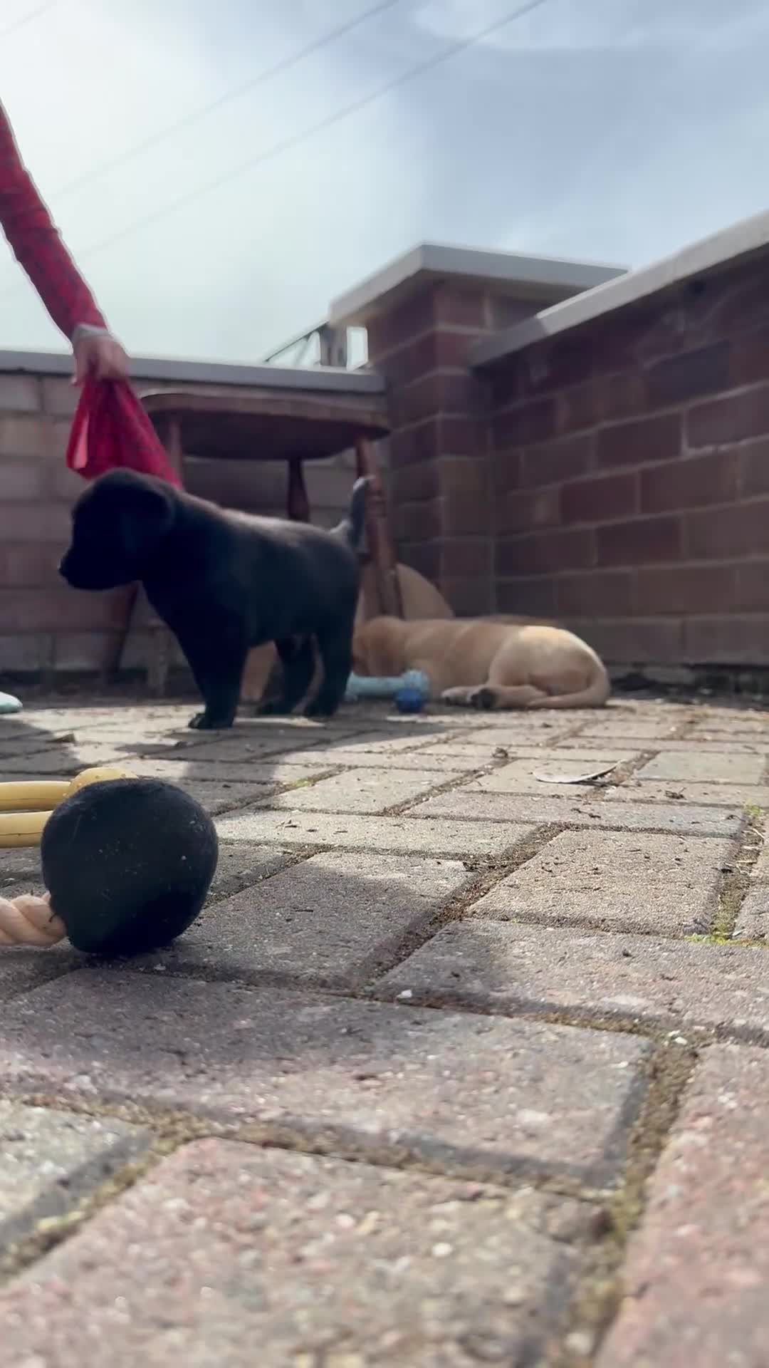 Labrador Retriever dogs for sale: 1 beautiful black boy and fox red girl - Labrador - Video 2