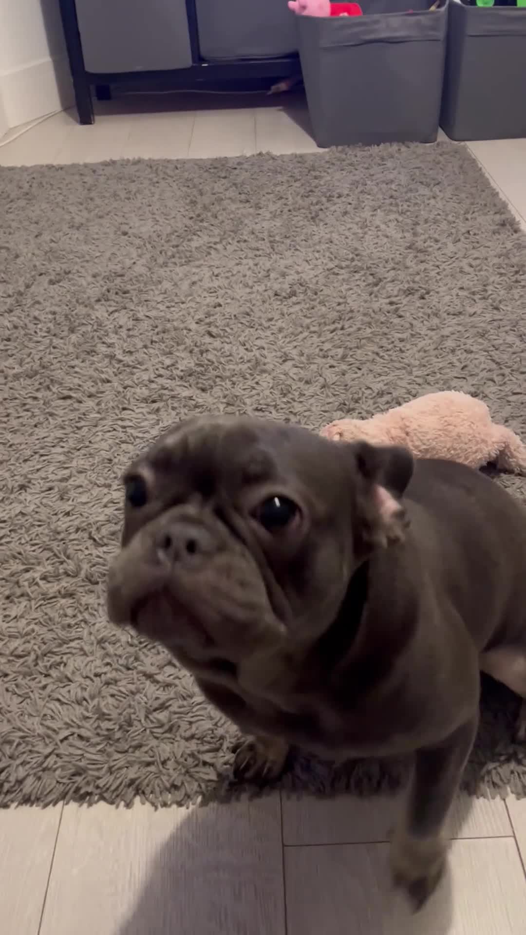 French Bulldog dogs for sale: French bull dog  - Video 1