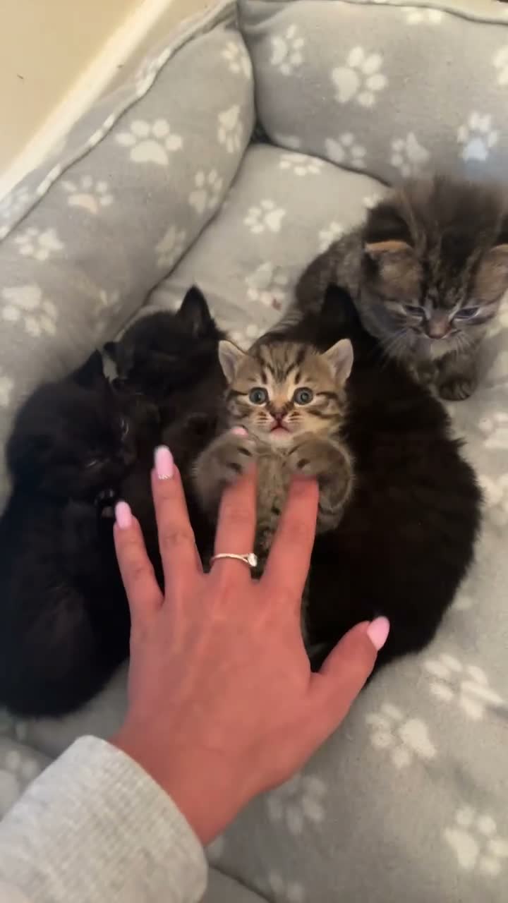 British Longhair cats for sale: Beautiful British Longhair Mix Kittens - Video 1