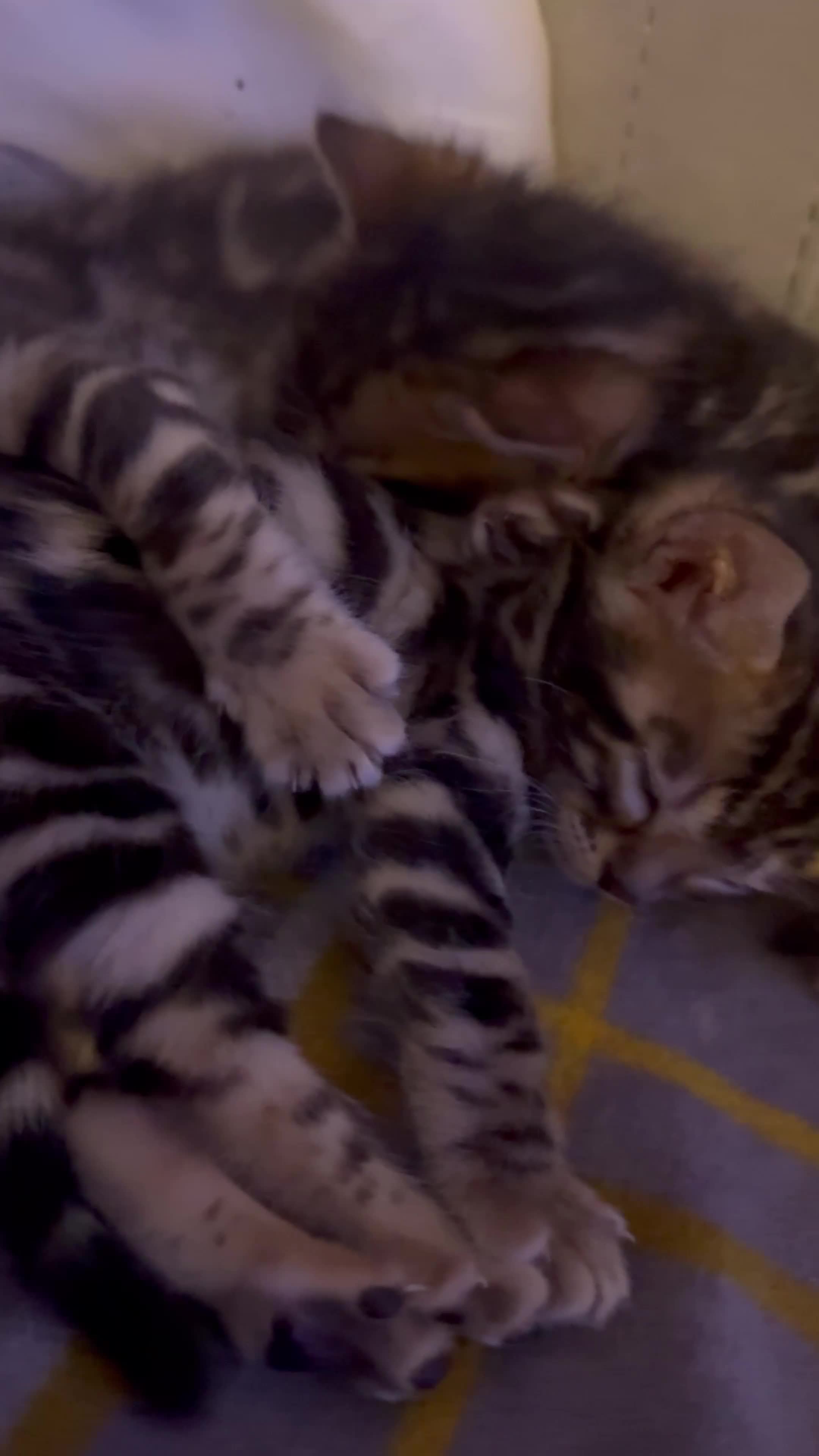 Bengal cats for sale: Pure Bengal kitten brown  - Video 1