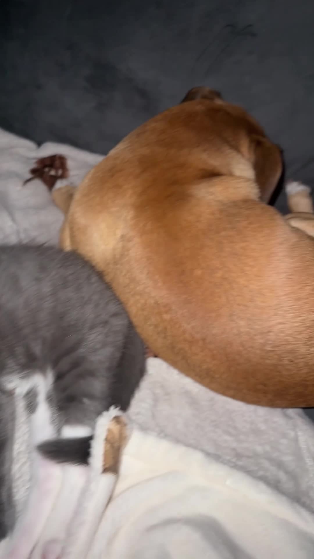 Mixed Breed cats for sale: This is tiny Tim last of the litter  - Video 2