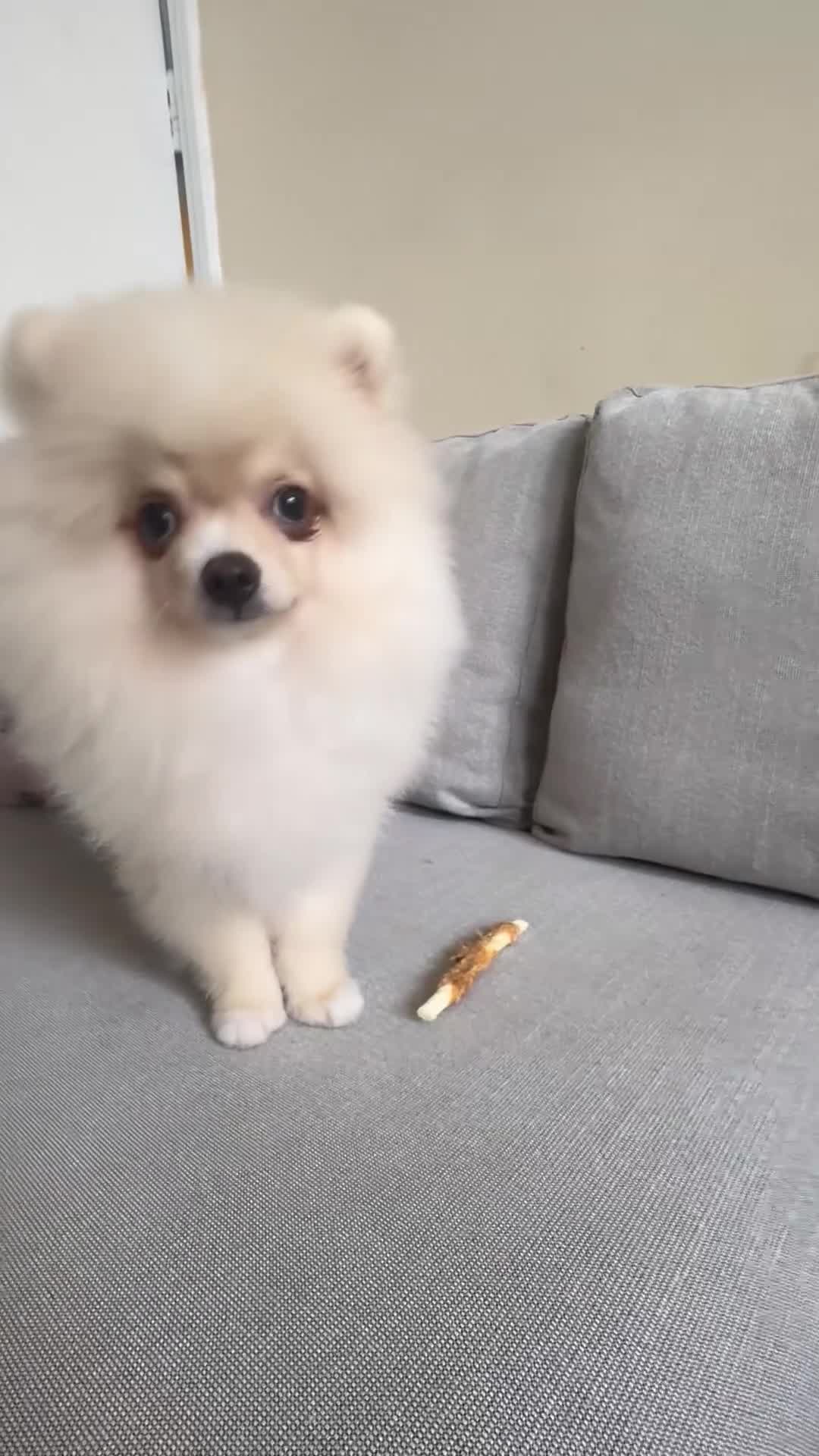 Pomeranian dogs for sale: 🐾🐶💙 Pomeranian puppy 💙🐶🐾 - Video 1