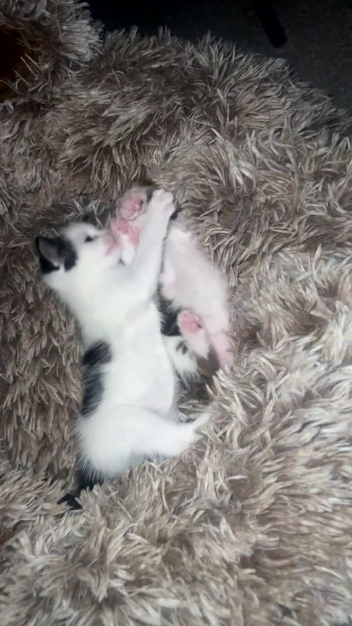 Mixed Breed cats for sale: 3 female kittens  - Video 1