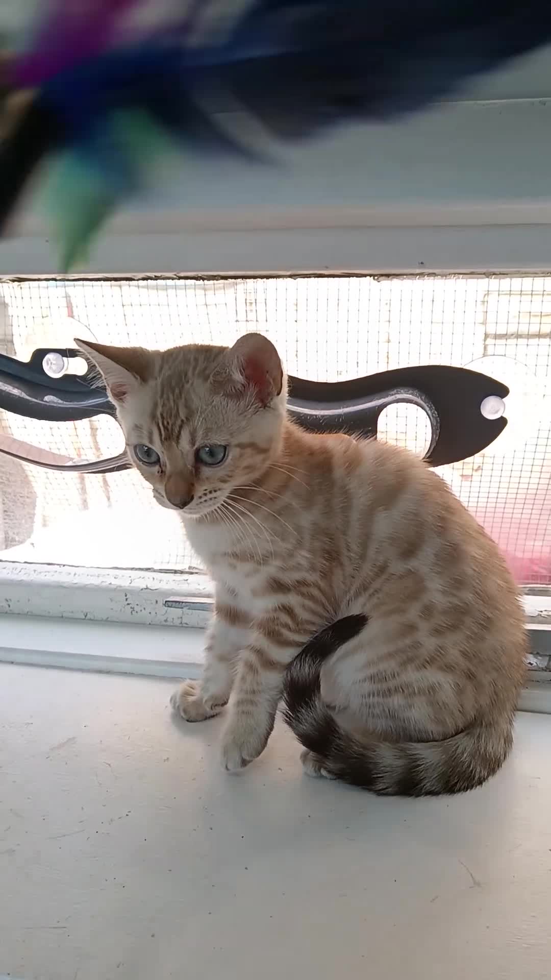 Bengal cats for sale: Tica RG Blue silver snows - Video 3