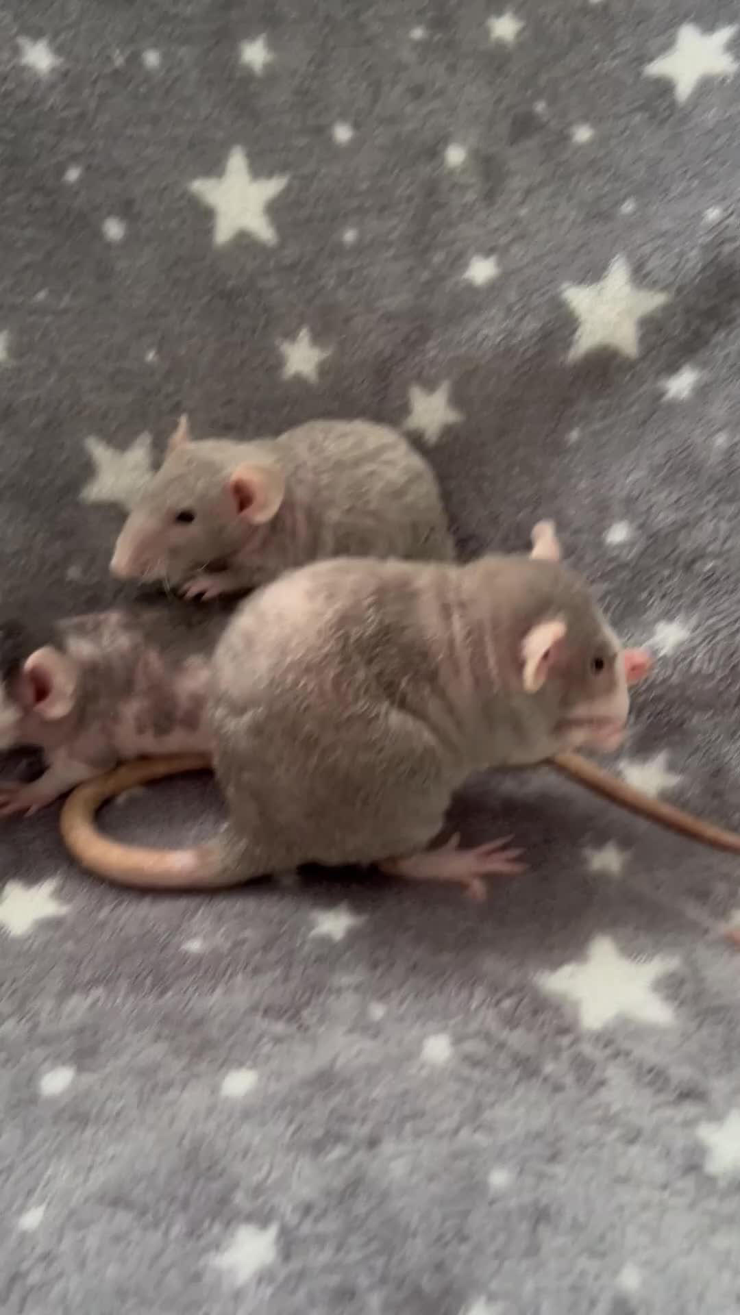 Rat rodents for sale: Double Rex Rats Male and Female  - Video 1
