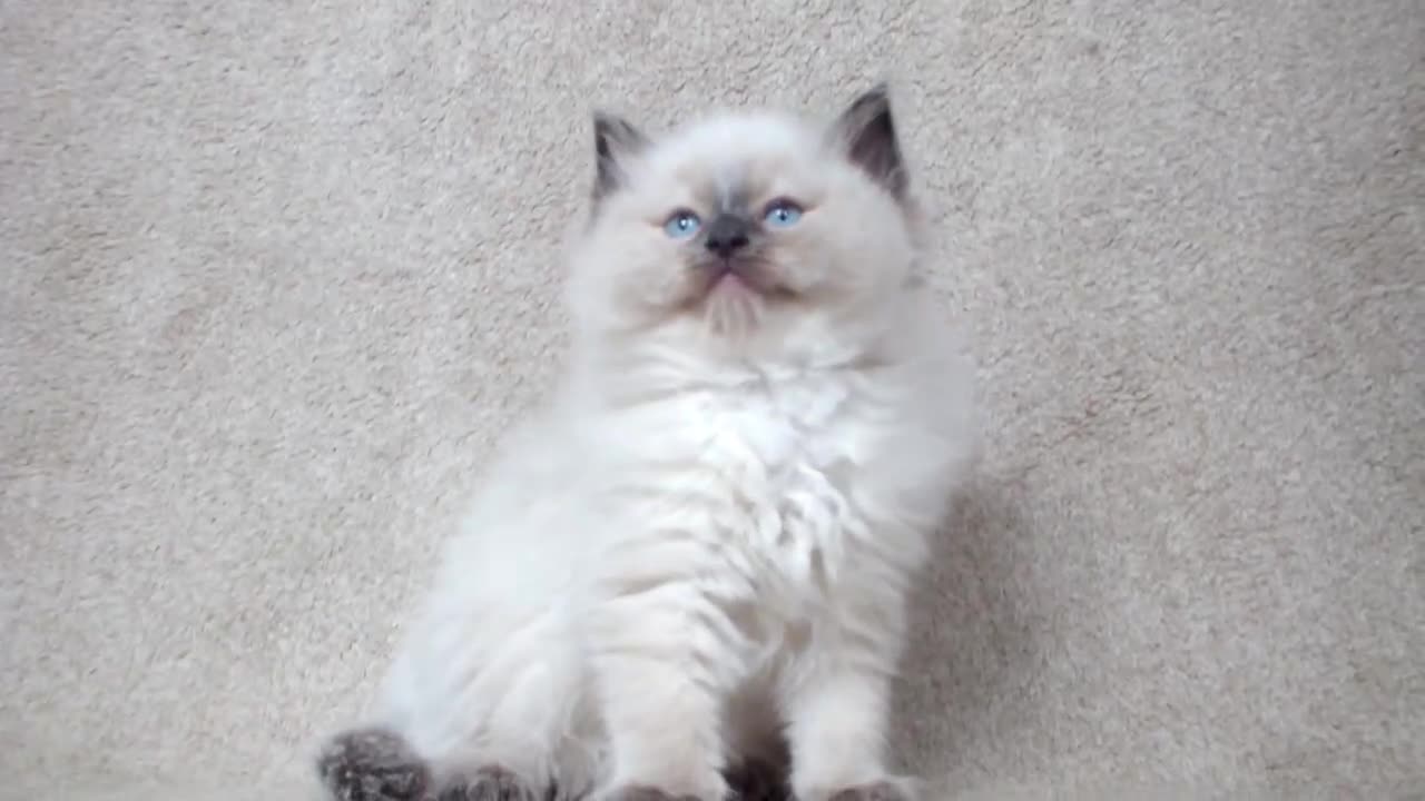 Ragdoll cats for sale: GCCF PET/ACTIVE KITTENS CHAMPION IMP BLOODLINES - Video 2