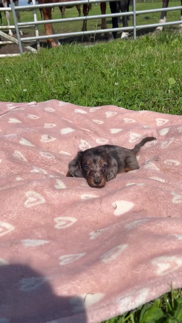 Dachshund dogs for stud: LONGHAIRED KC REG TRI COLOURED STANDARD FOR STUD  in Lancaster - Video 2