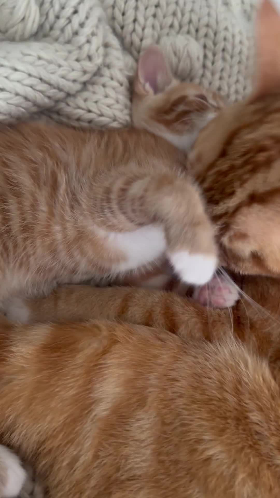 Mixed Breed cats for sale: 8-9weeks ginger kittens-boys300£ each girl350£ 🐱  - Video 4