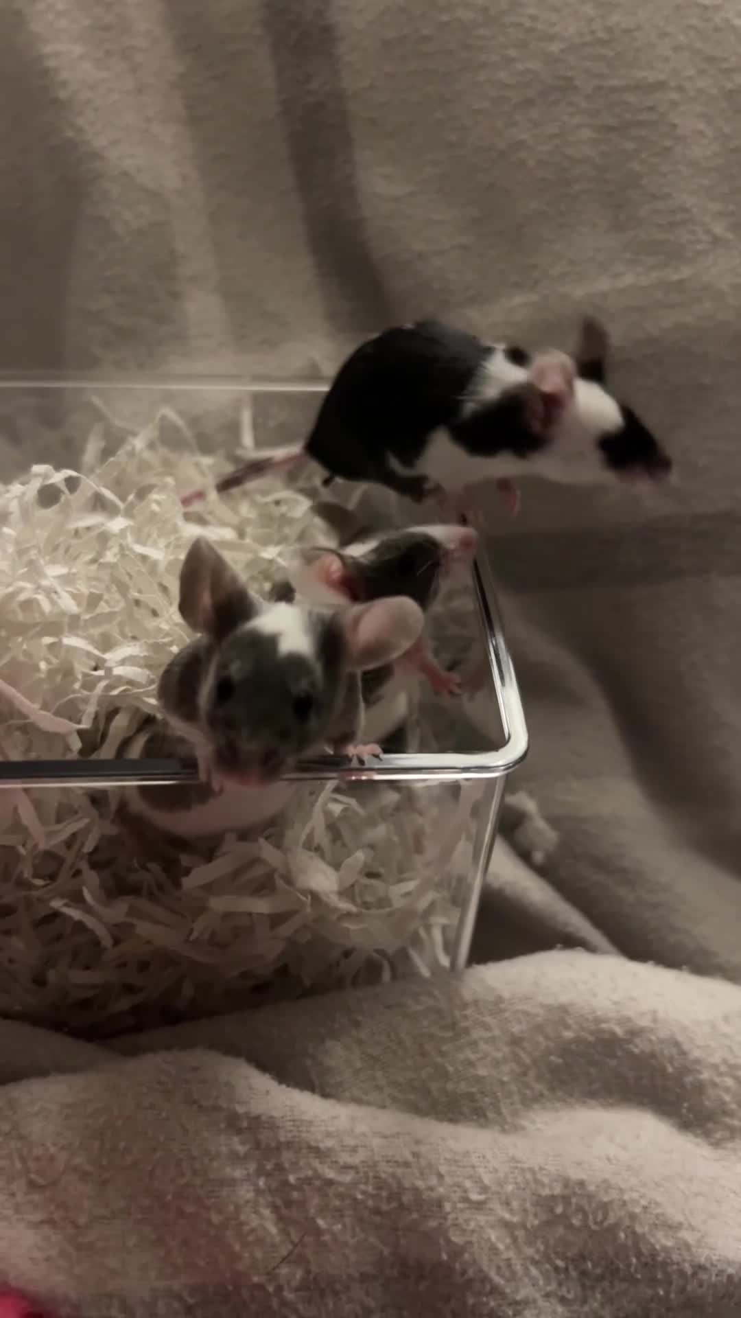 Mouse rodents for sale: 5 fluffy female mice - Video 2