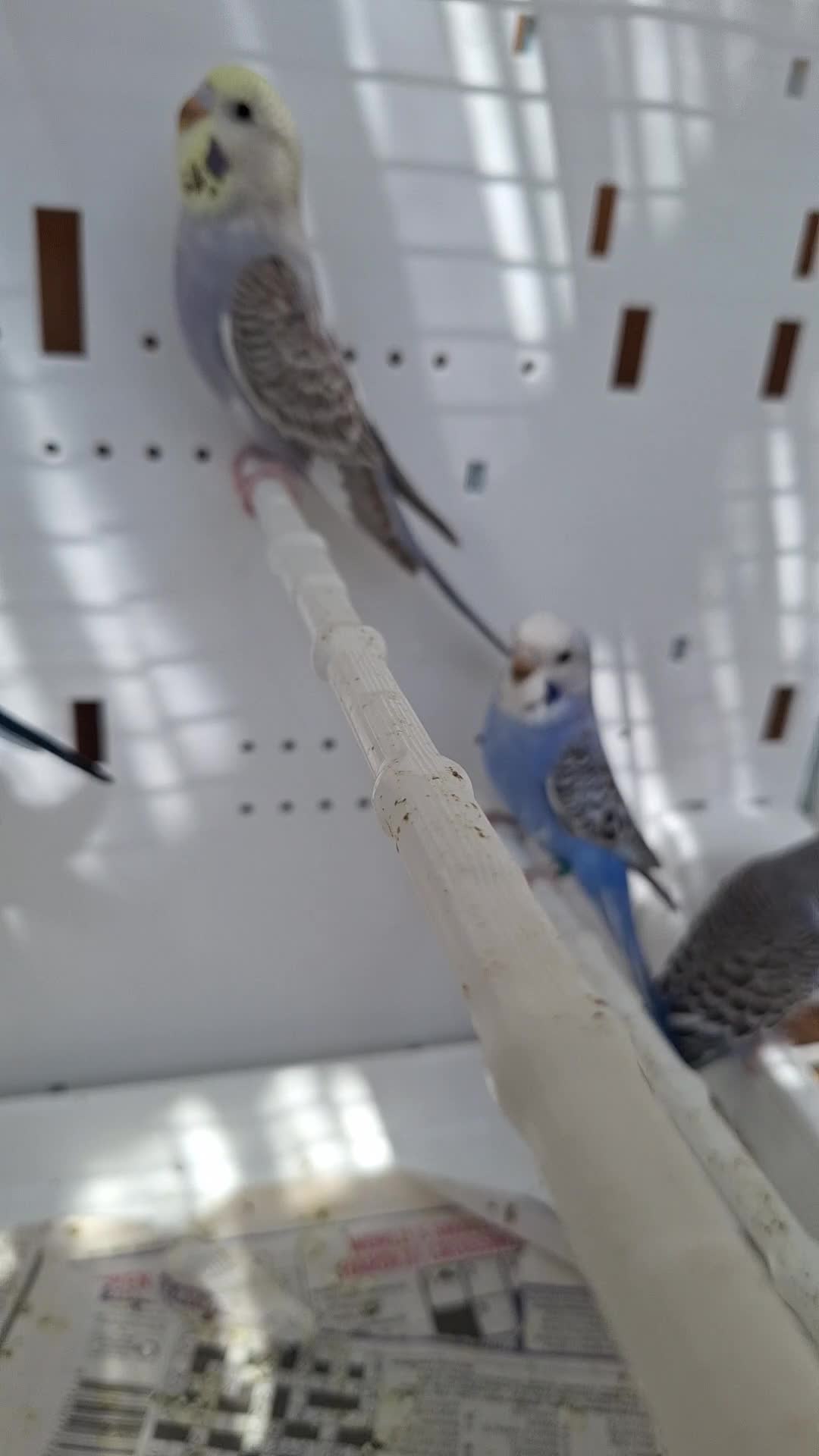 Budgerigars birds for sale: Baby budgies  - Video 1