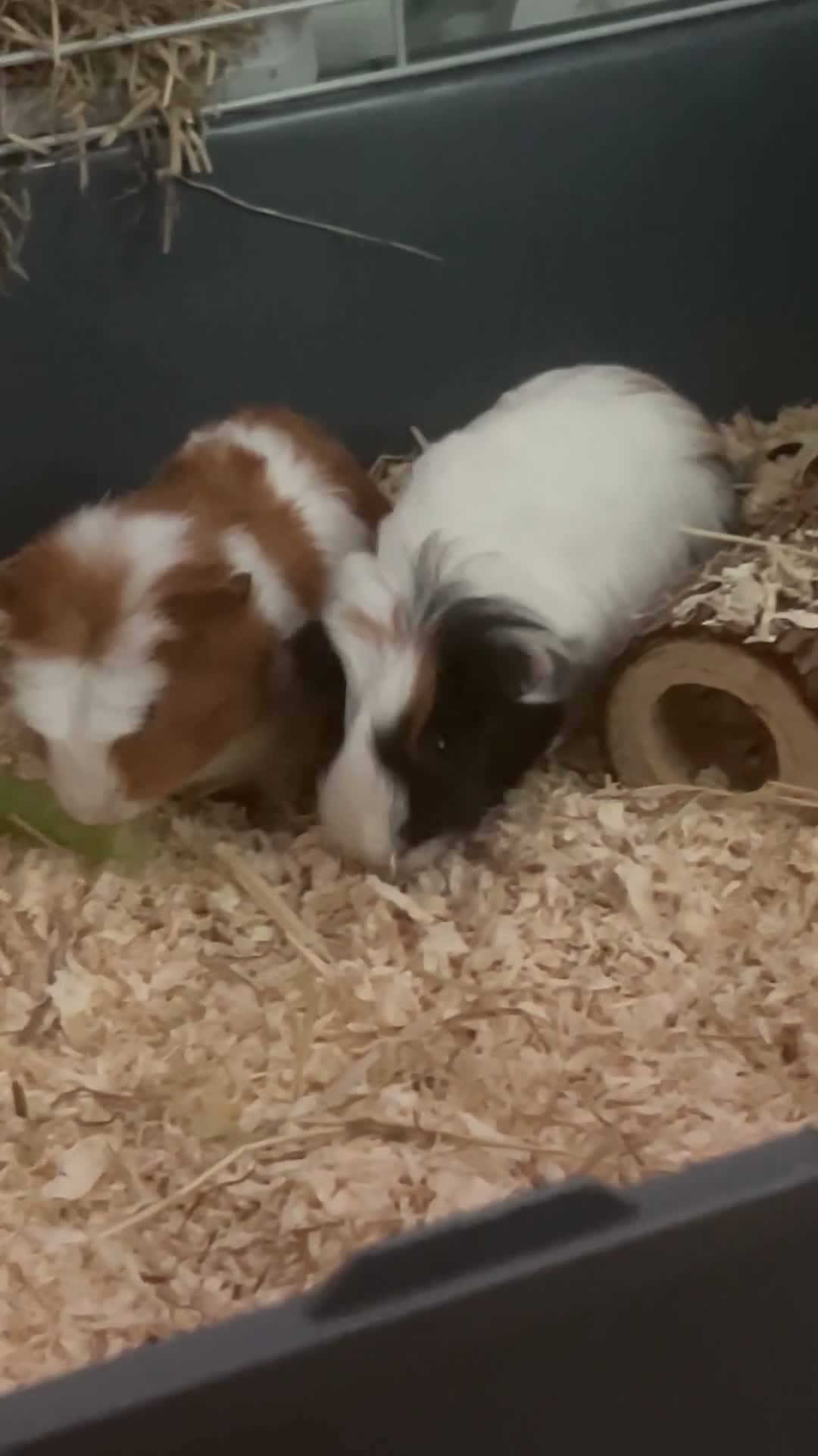 Guinea Pig rodents for sale: 2 Male Guinea Pigs  in London - Video 1