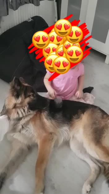 German Shepherd dogs for stud: German Shepard up for stud  in Erith - Video 1