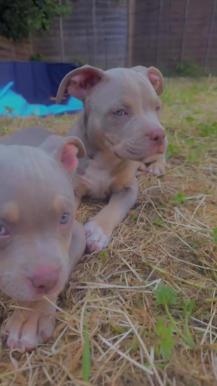 American Bully dogs for sale: ✨️💖American Bully (pocket) Puppies💖✨️ - Video 1