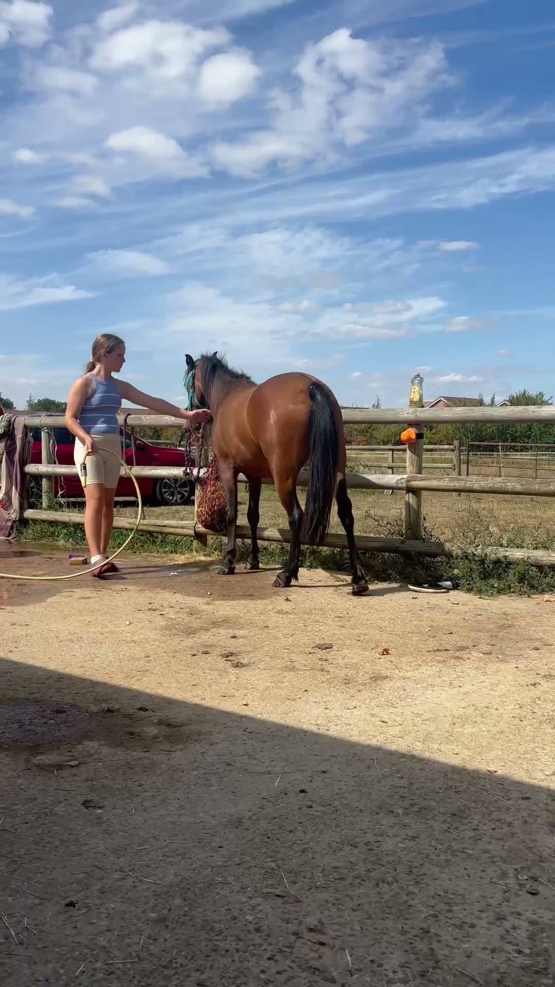 Caspian horse horses for sale: Ant (Rudaki Anthony) in Evesham - Video 1