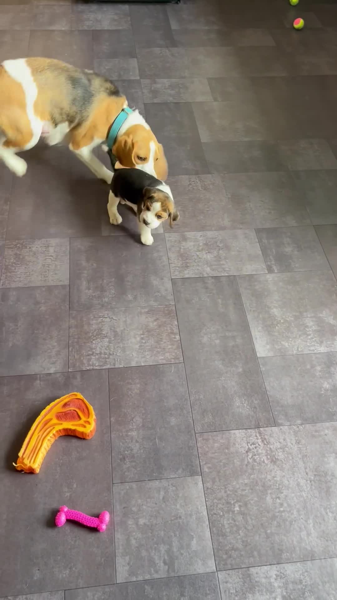 Beagle dogs for sale: 2 Beagle Girl Pups left -(KC Reg), Champ Bloodline - Video 2