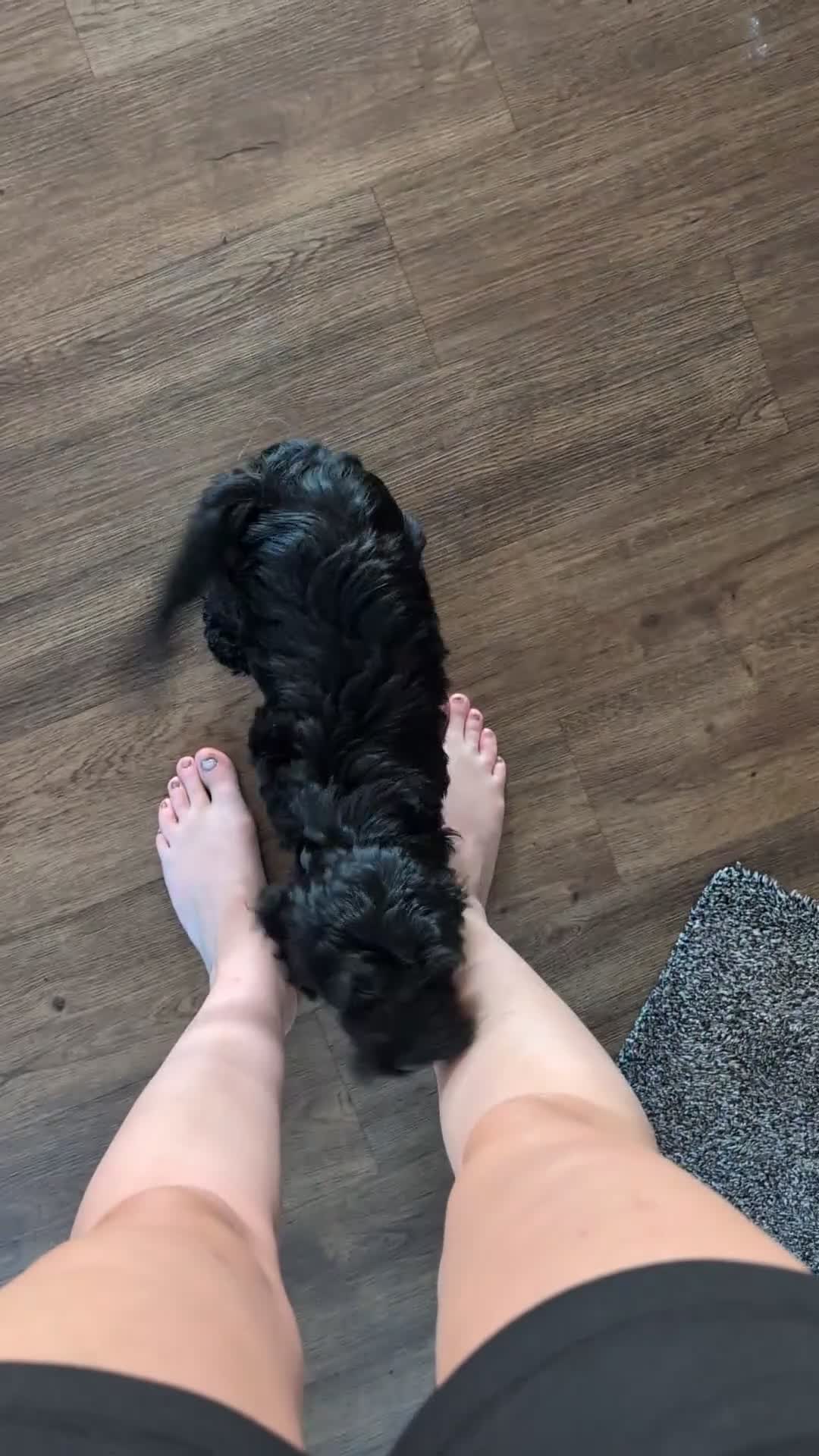 Cockapoo dogs for sale: 10 weeks old black boy ready now: Licensed breeder - Video 3