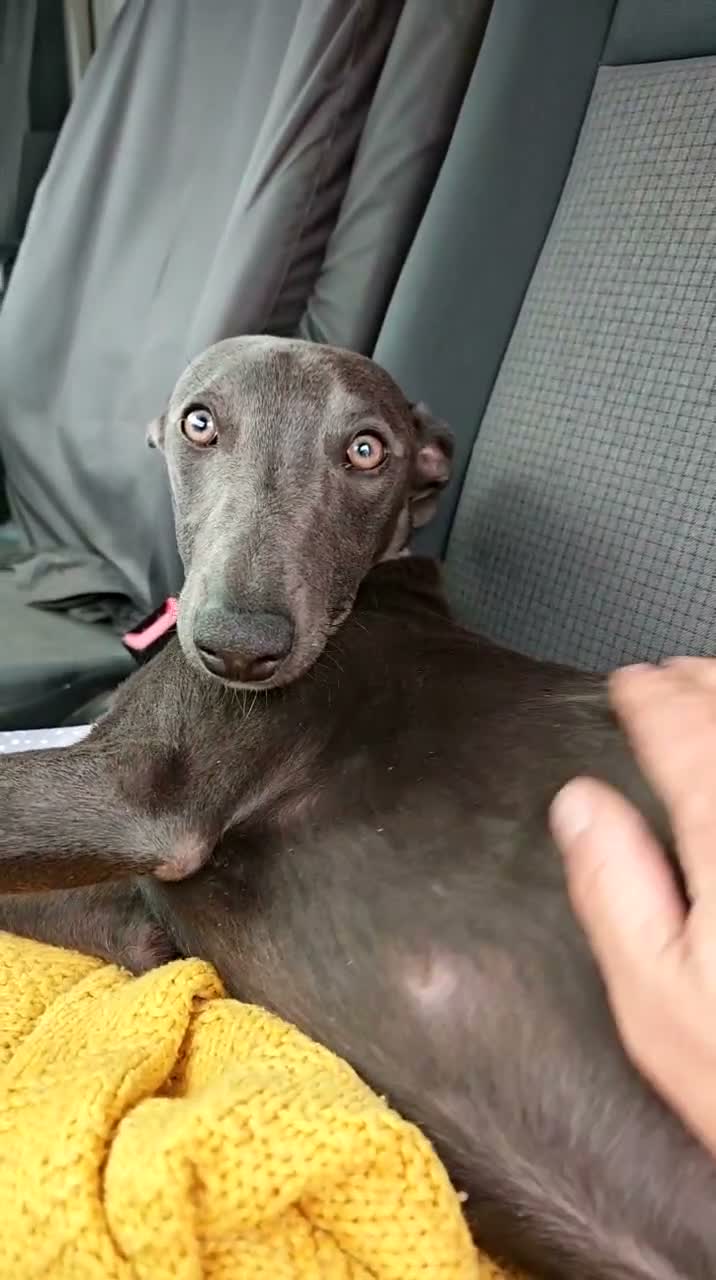 Whippet dogs for sale: Sweetest Boy Needs a Loving Home - Video 1