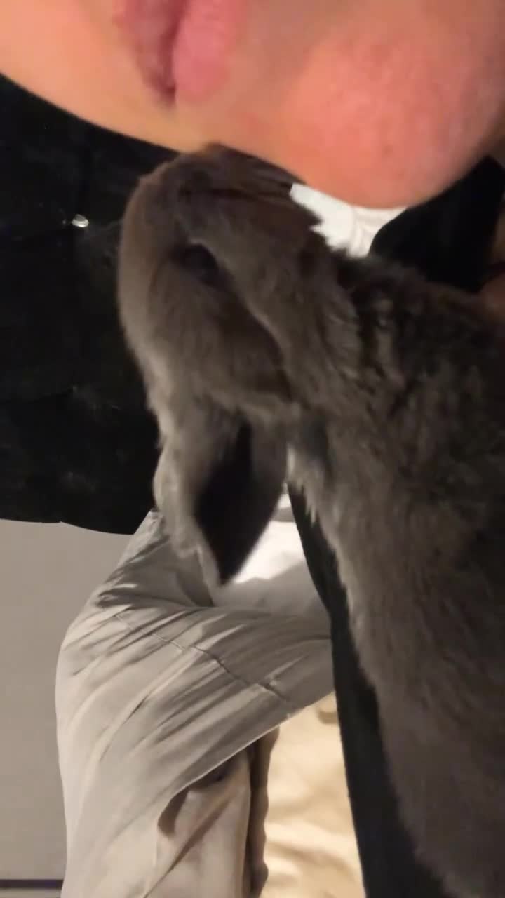 Dwarf Lop rabbits for sale: VERY Friendly lop rabbits - ready now!!  - Video 1