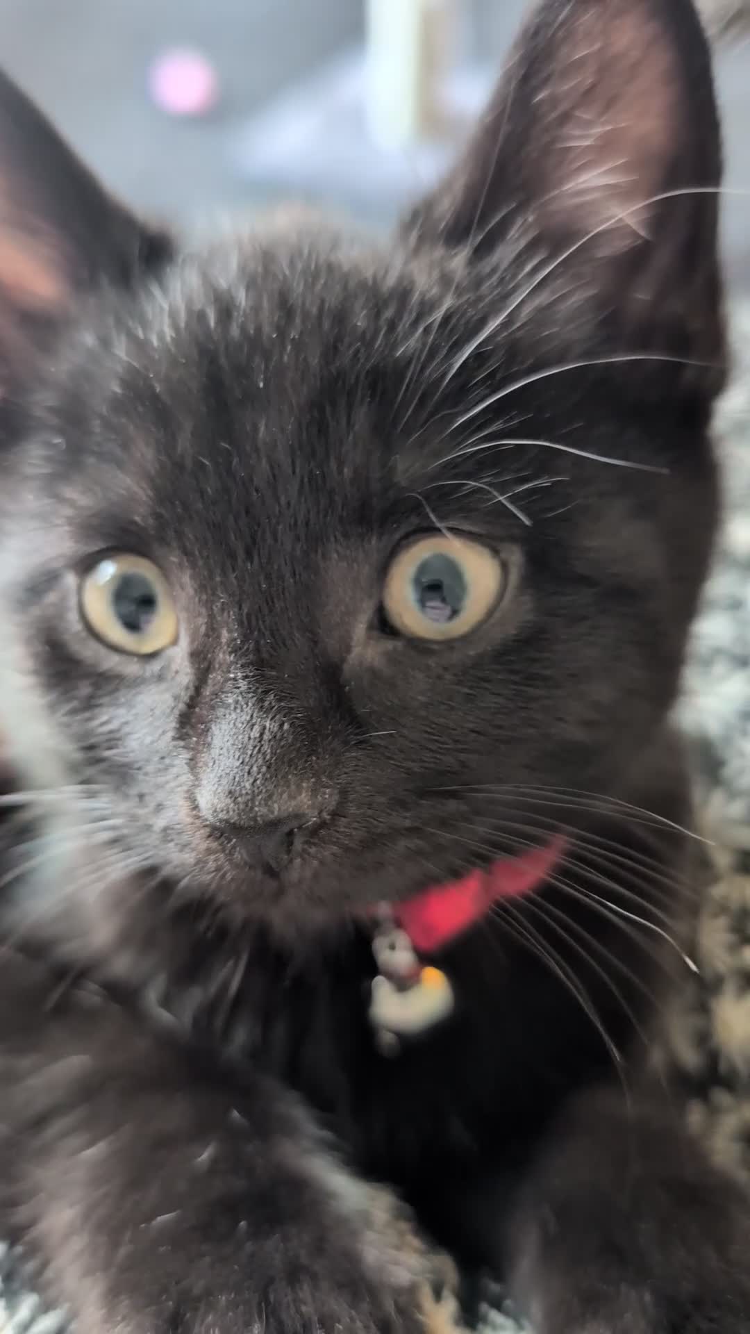 Mixed Breed cats for sale: Beautiful 10 Week Old Kitten. - Video 2