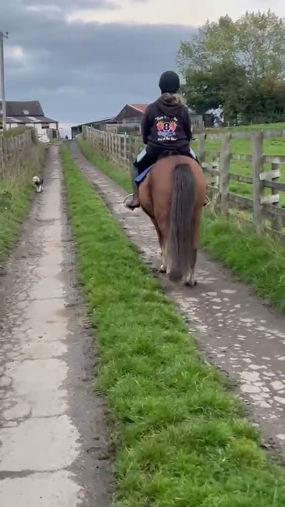 New Forest horses for sale: 13.1 new forest gelding  - Video 3